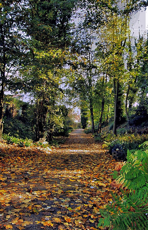 weg durch den wald