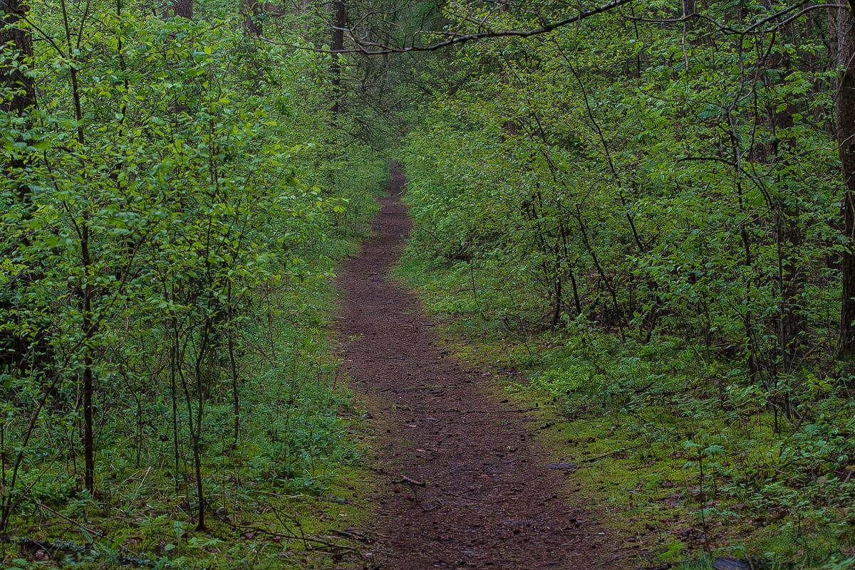 Weg im Unterholz (1 von 1).JPG