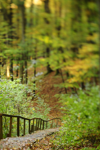 Weg im Wald 2