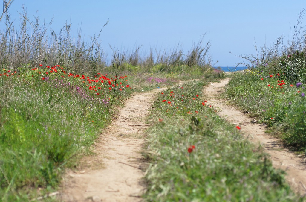 weg zum strand