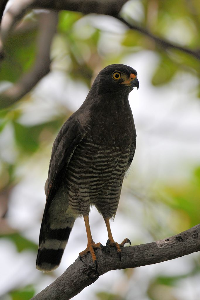 Wegebussard (Roadside Hawk)
Rockview Lodge, Annai
2890