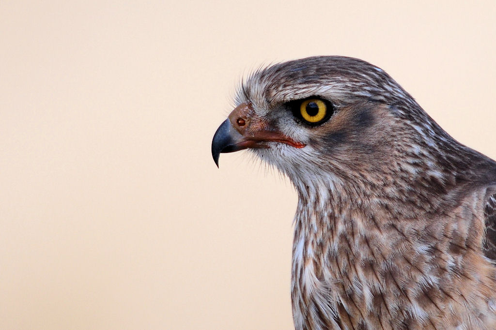 Weißbürzel Singhabicht (Jungtier) ???
Etosha, Namibia
(9354)