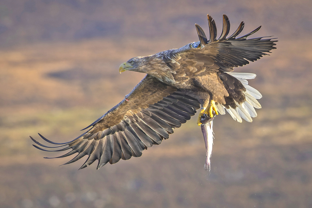 Weißbauchseeadler Schottland 2.jpg
