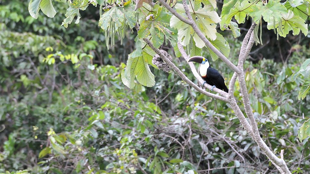 Weißbrusttukan (White throutedToucan)
Iwokrama Rainforest
0249