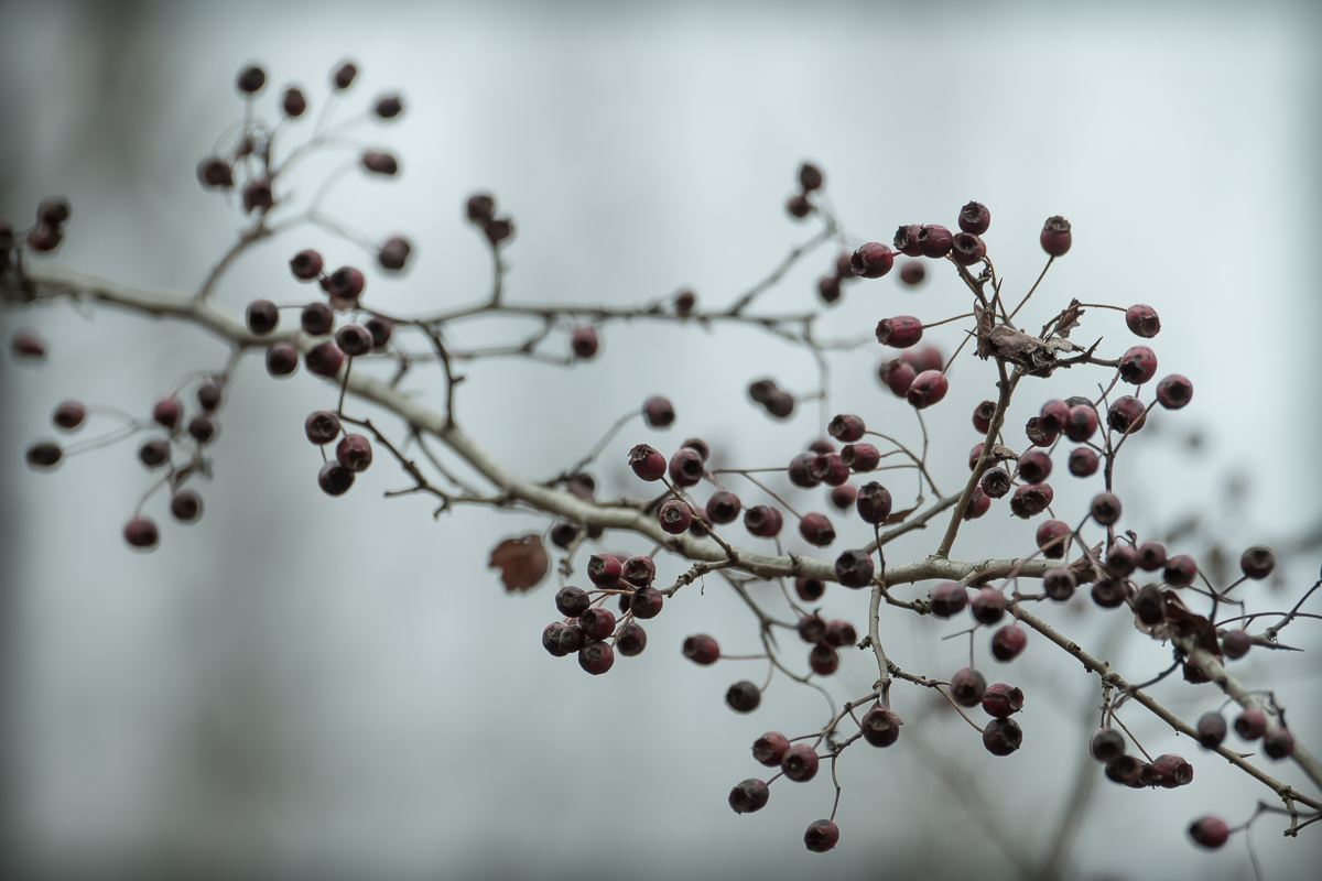 Weißdornbeeren