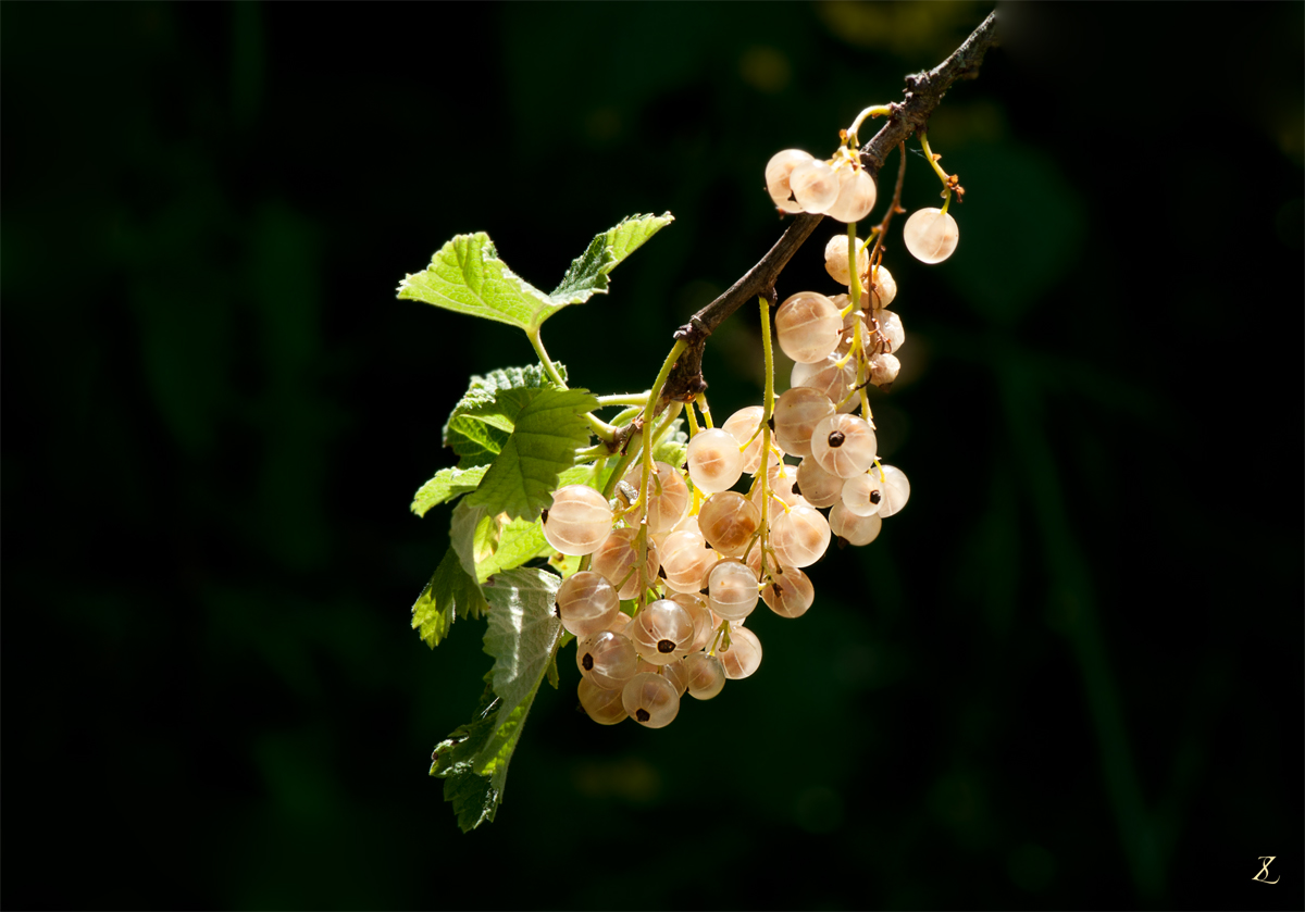 Weiße Johannisbeere