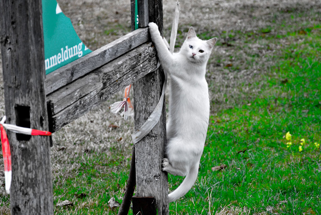 Weiße Katze