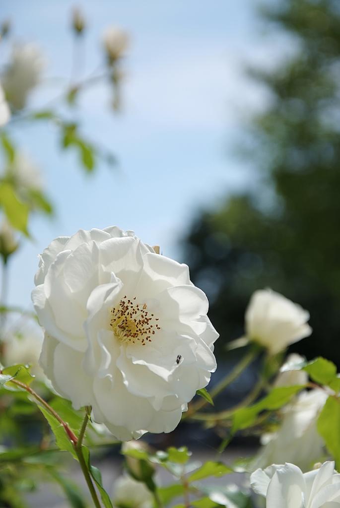 weiße rose 3