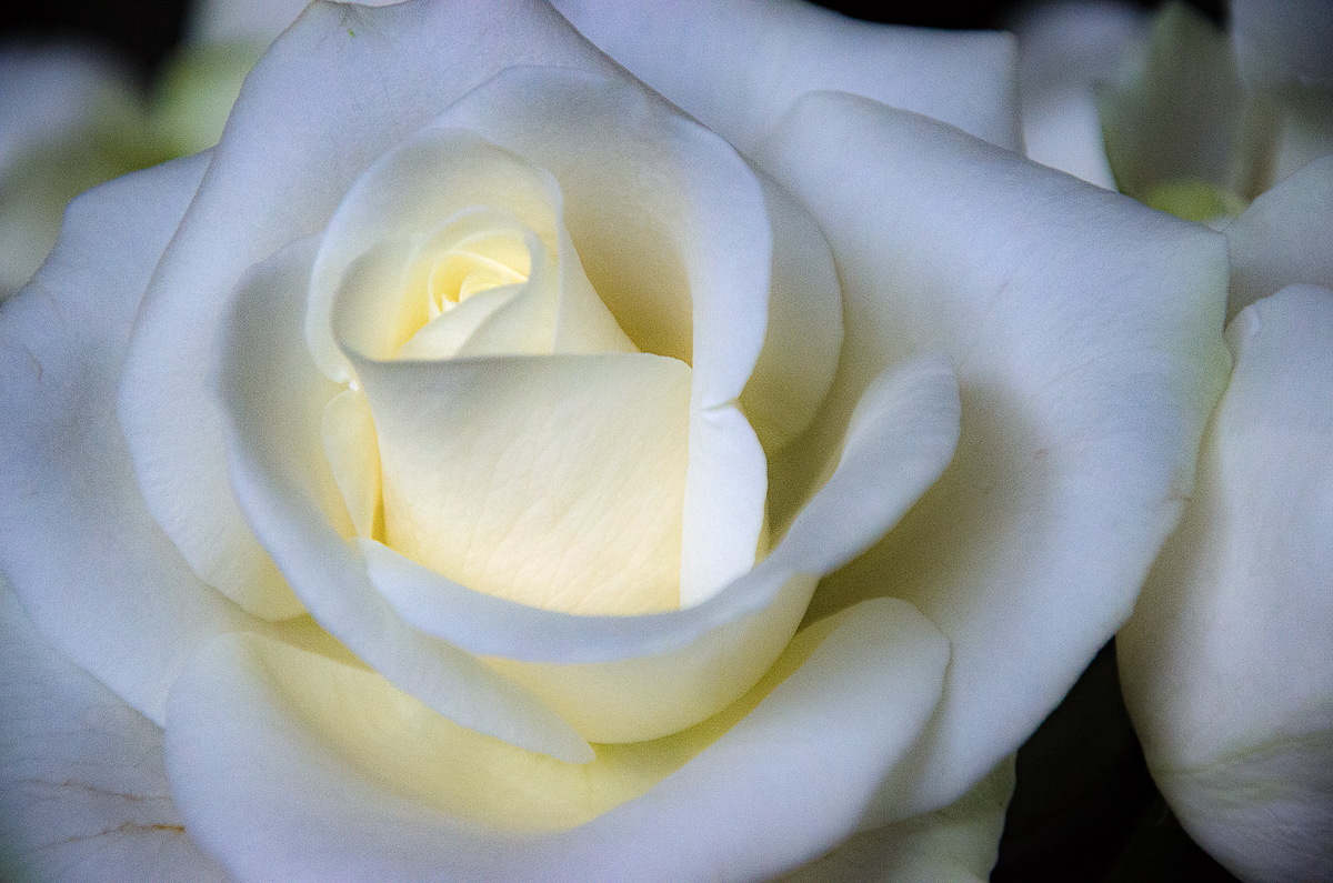 Weiße Rose