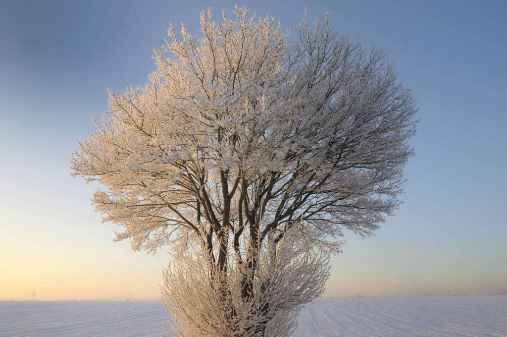 weißer Baum