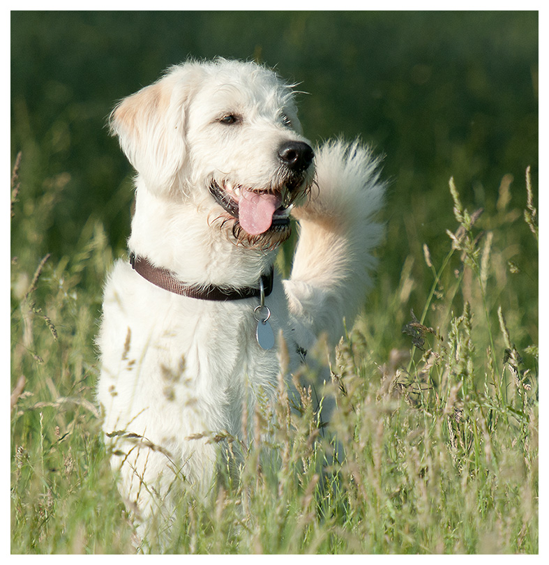 weißer Hund mit TC20
