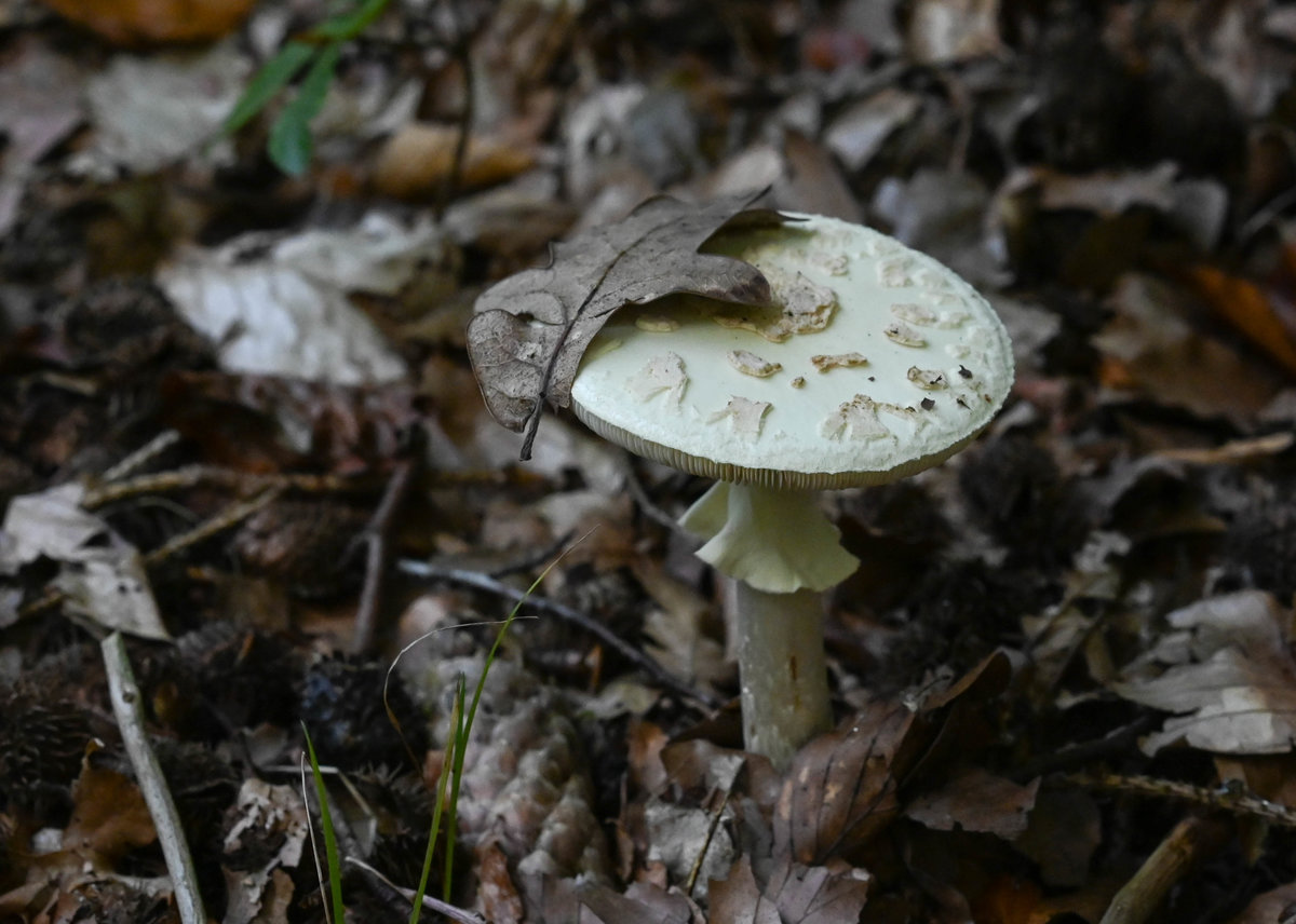 Weißer Knollenblätterpilz.jpg
