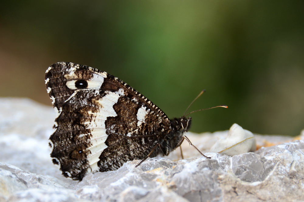 Weißer Waldportier