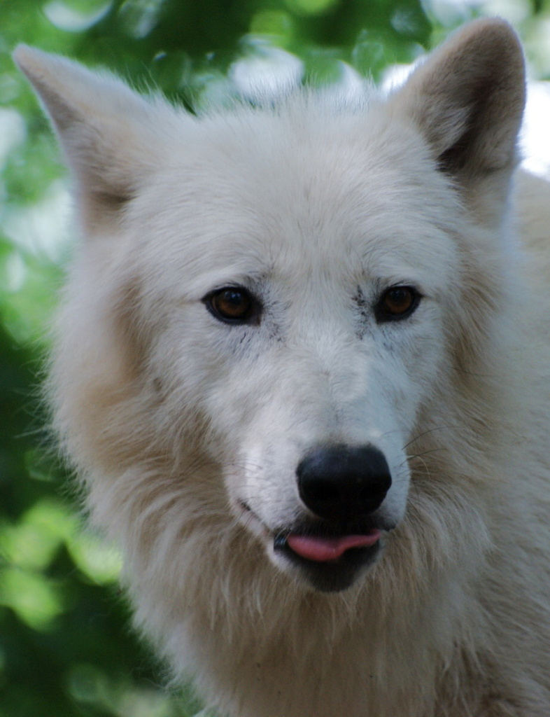Weißer Wolf