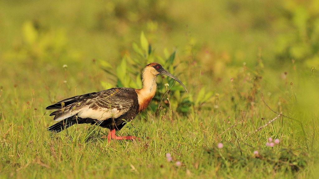 Weißhalsibis (Buff Necked Ibis)
Rockview lodge, Annai
3655