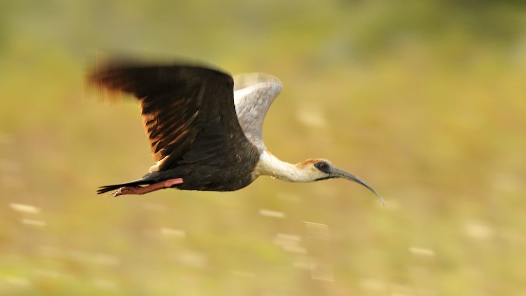 Weißhalsibis (Buff Necked Ibis)
Rockview Lodge, Annai
4169