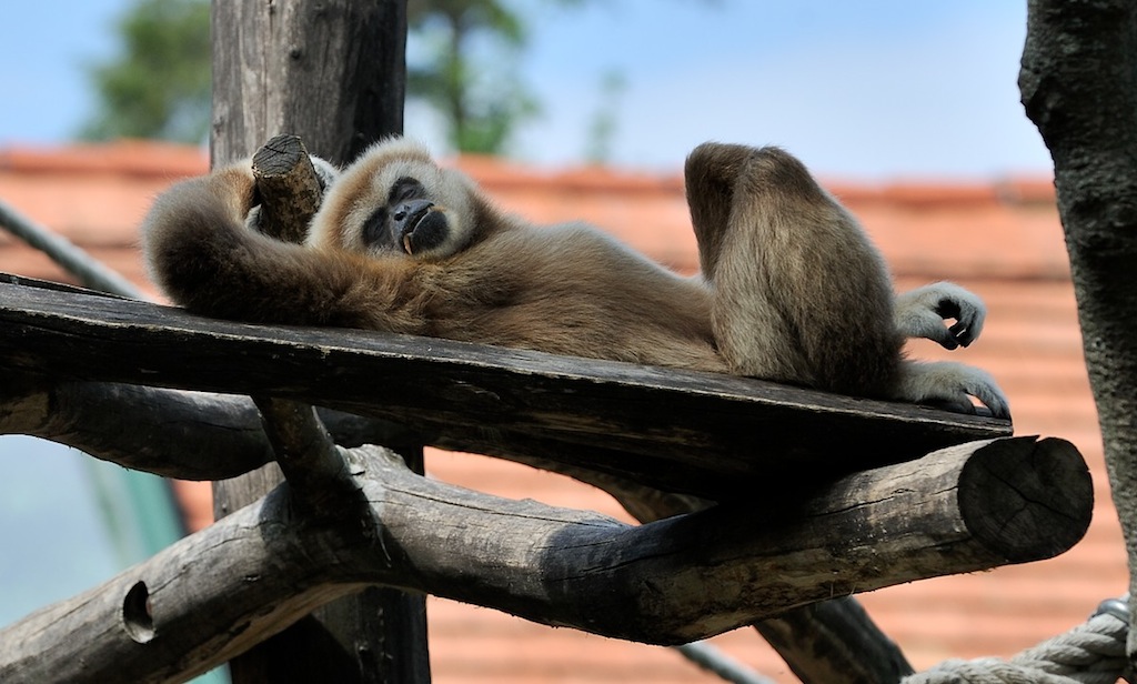 Weißhandgibbon