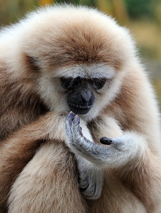Weißhandgibbon