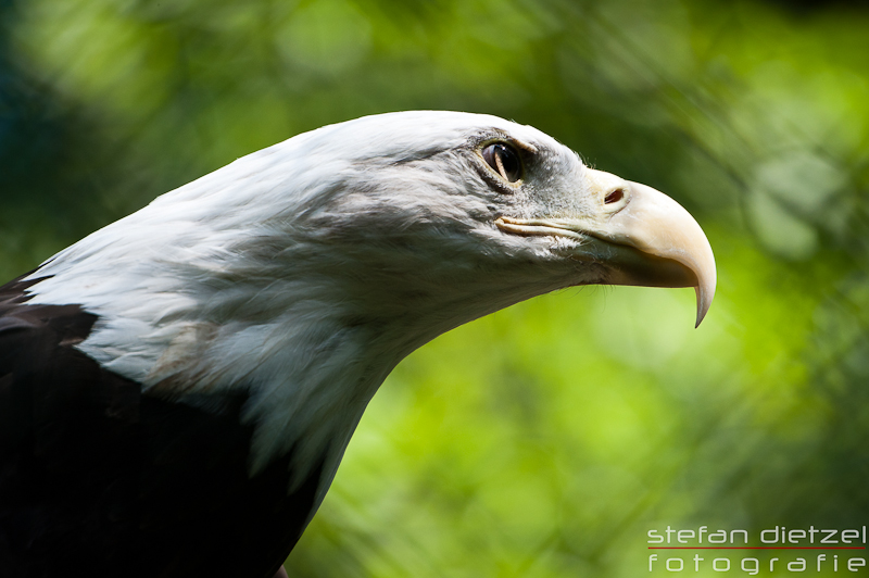 Weißkopf-Seeadler

Tiergarten Nürnberg