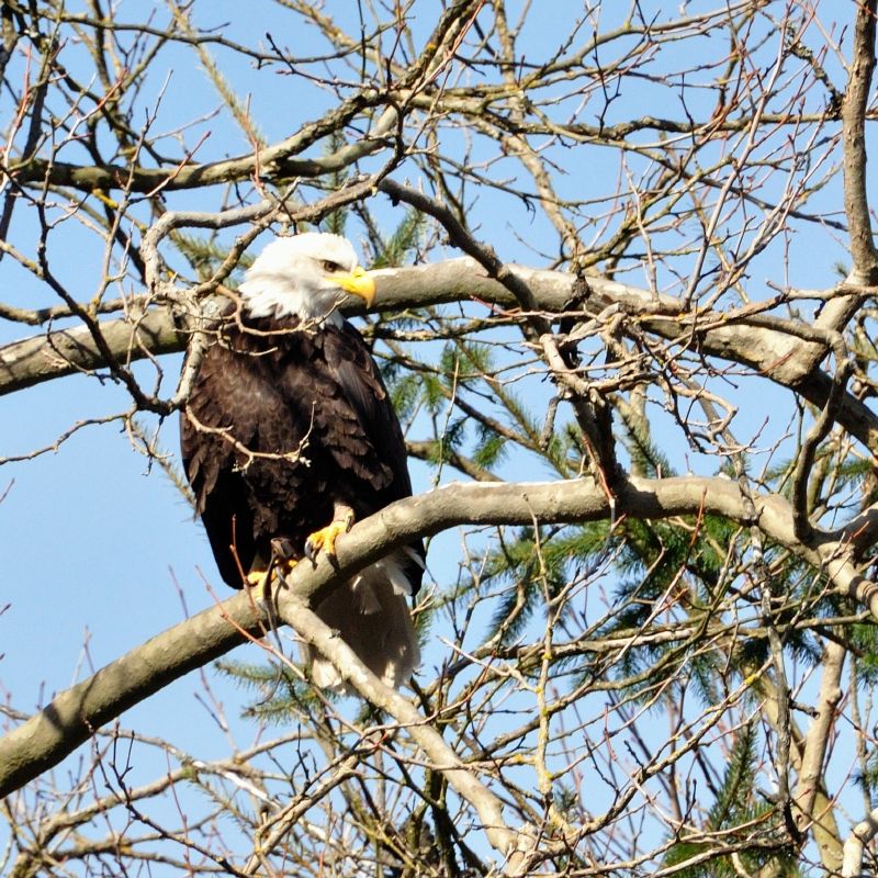 Weißkopfadler im Stanley-Park Vancouver