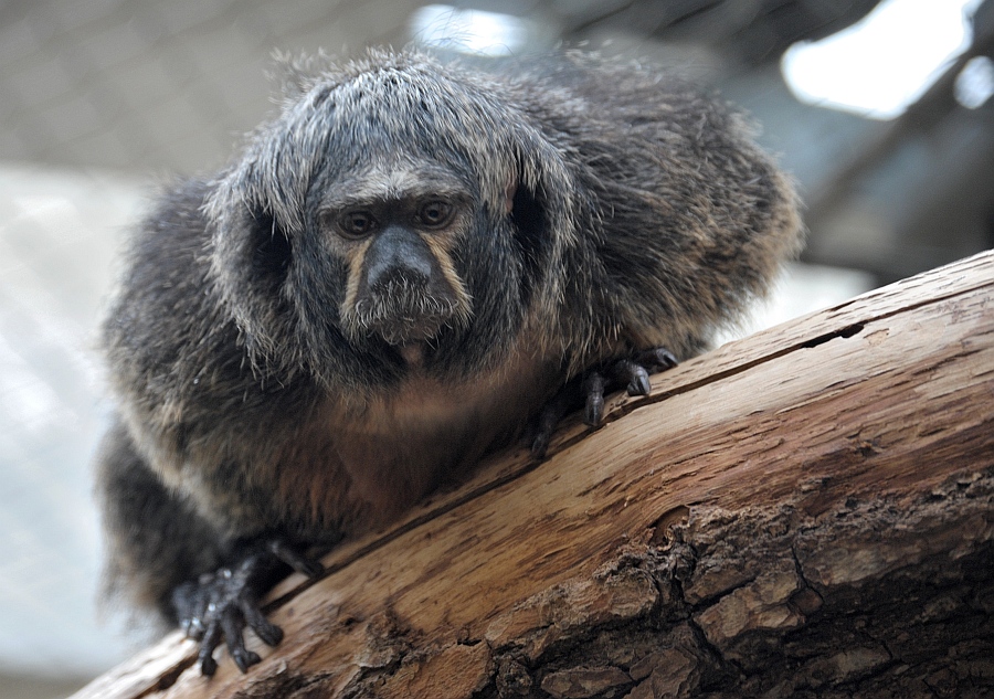 weißkopfsaki weibchen