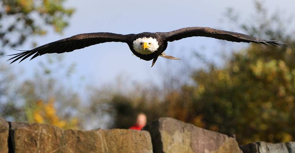 Weißkopfseeadler im Anflug