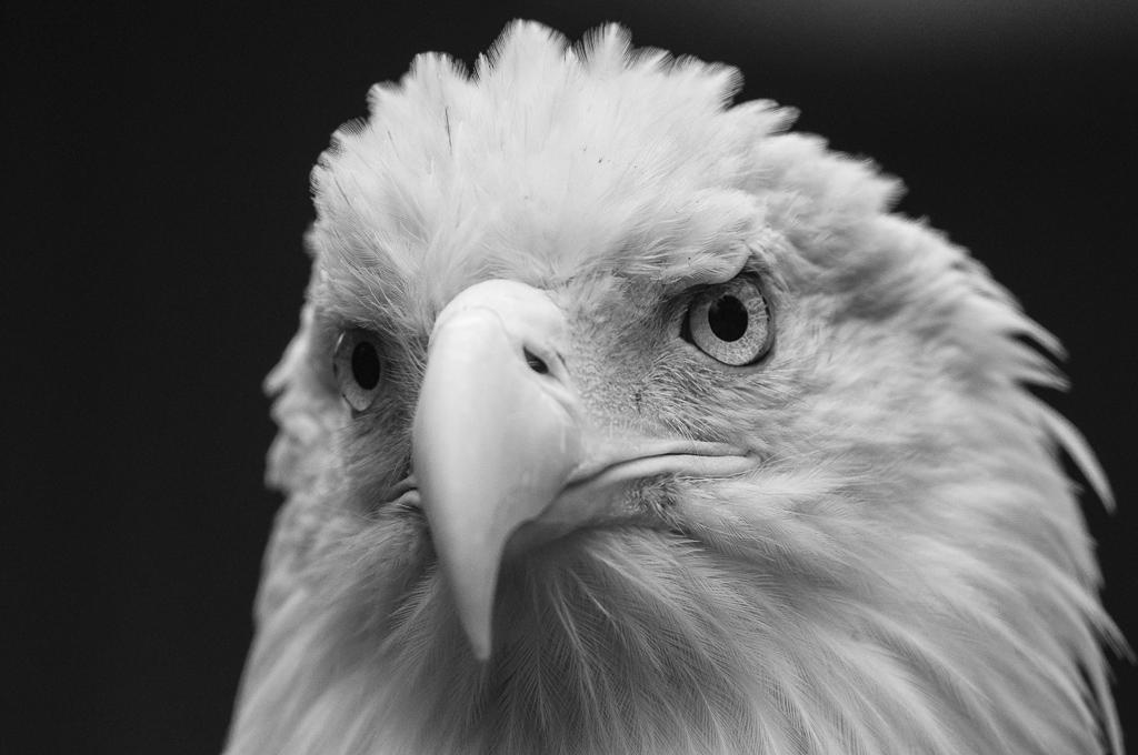Weißkopfseeadler