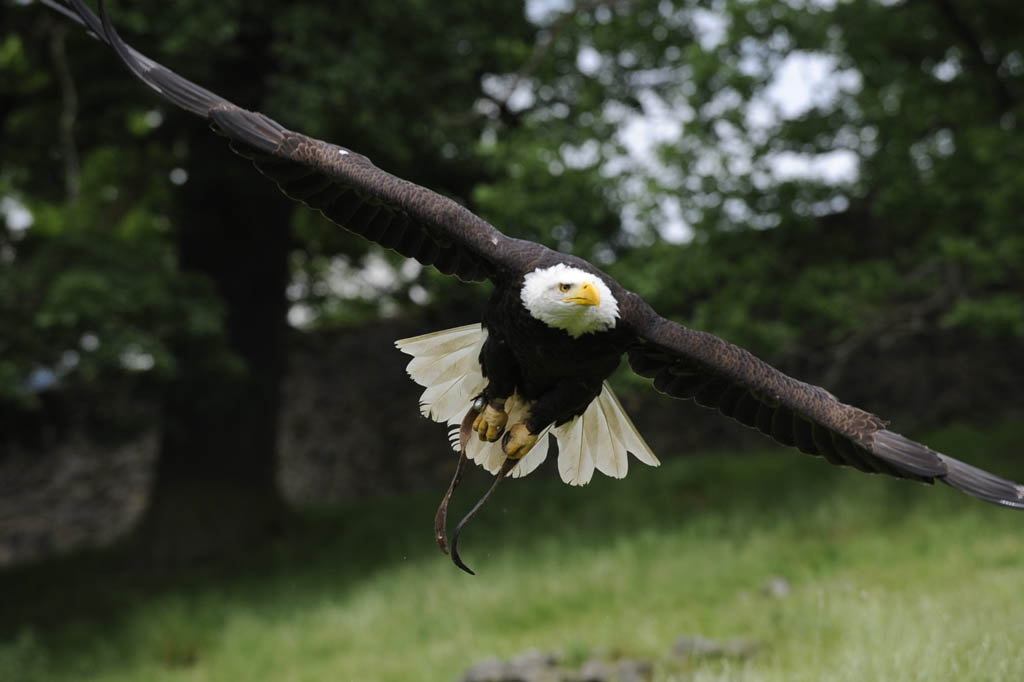 Weißkopfseeadler