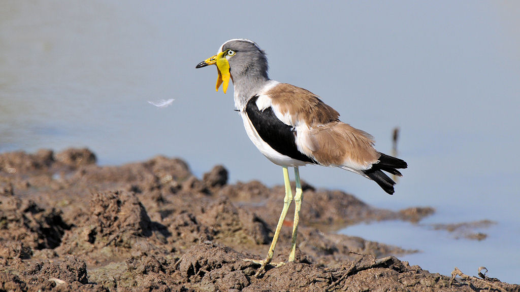 Weißscheitelkiebitz (White-headed Lapwing, 
auch White-headed Plover oder White-headded wattled Plover)
South Luangwa
7684