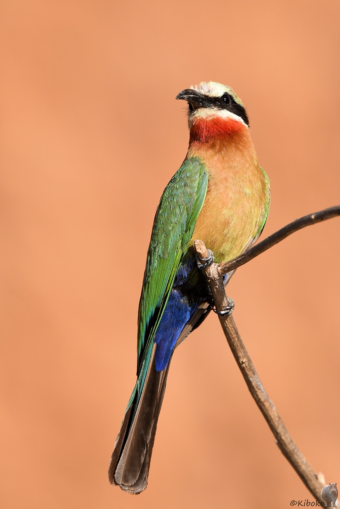 Weißstinspint (White fronted Bee-Eater)
Selous Game Reserve

s1588 Selous Whte fronted BeeEater 1688 h