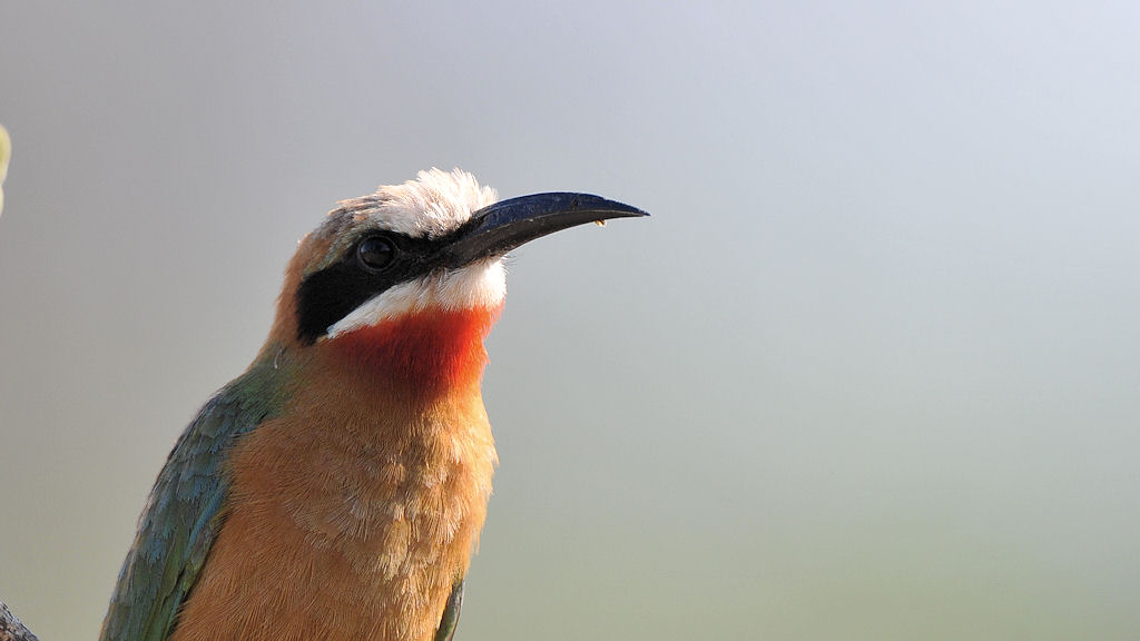 Weißstirnspint (White-fronted Bee-Eater)
South Luangwa
7654