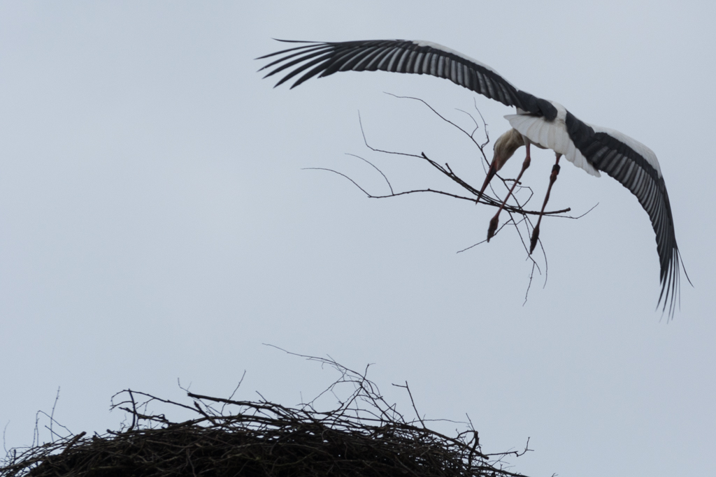 Weißstorch - Nestbau