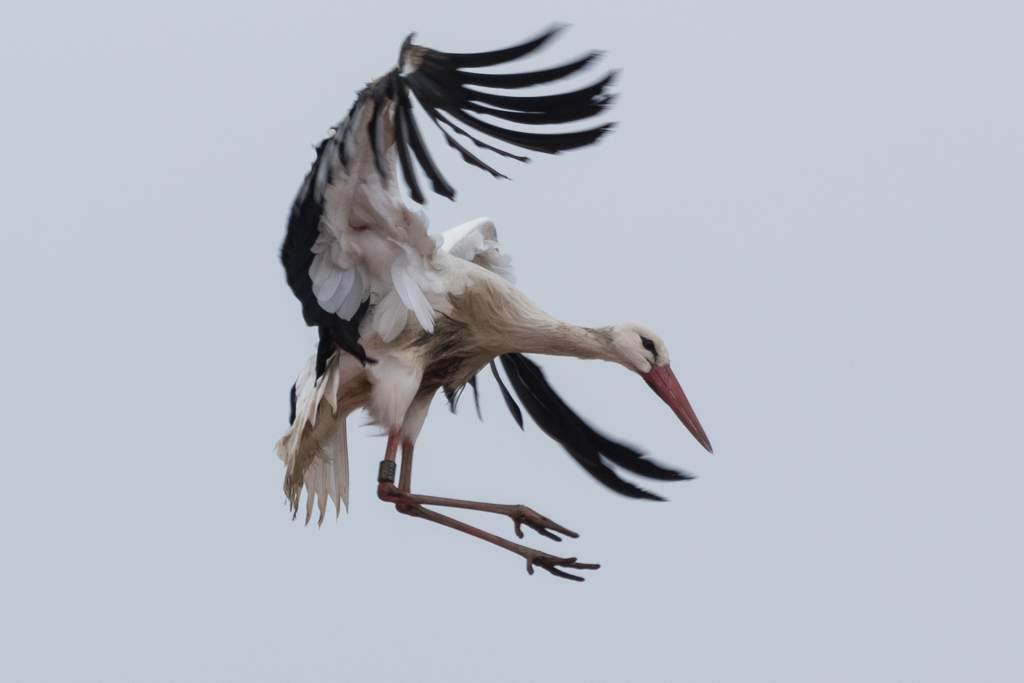 Weißstorch