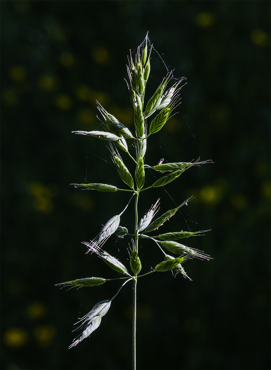 Weiche-Trespe.jpg