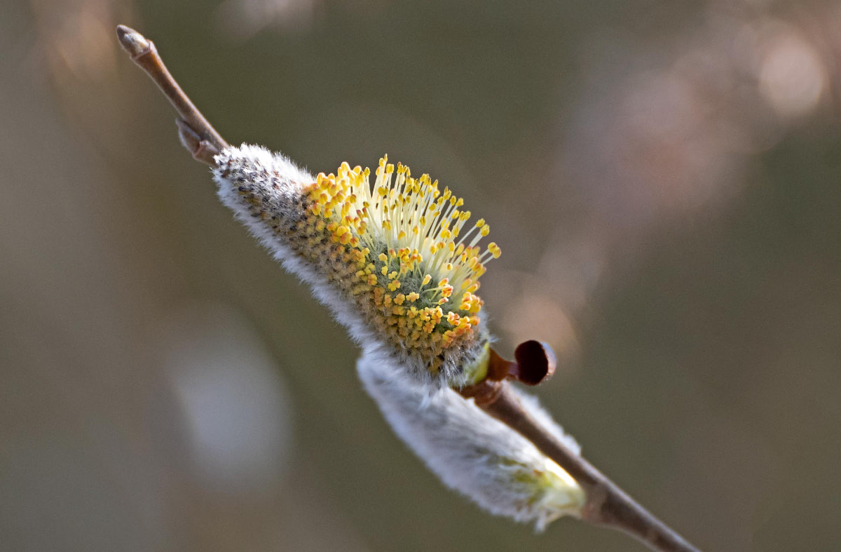 Weidenblüte.jpg