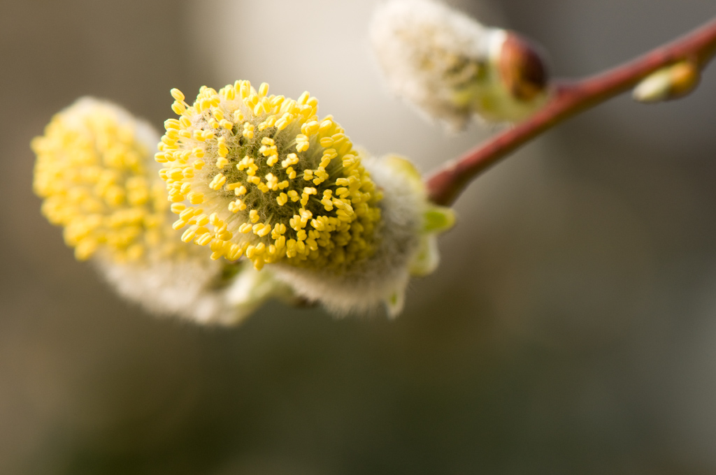 Weidenblüte