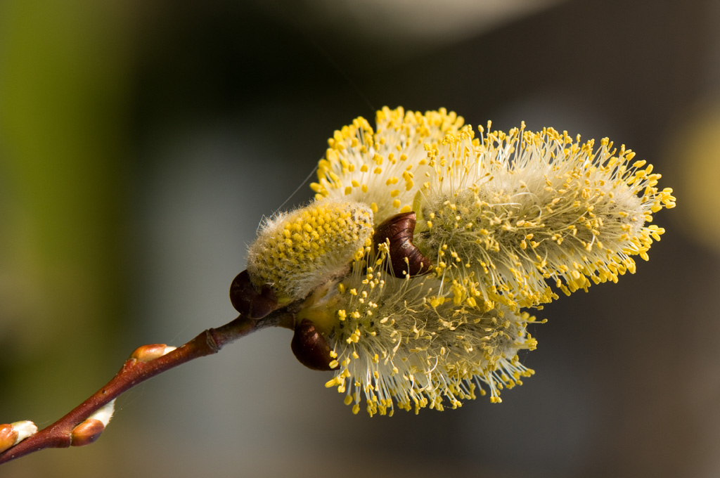 Weidenblüte