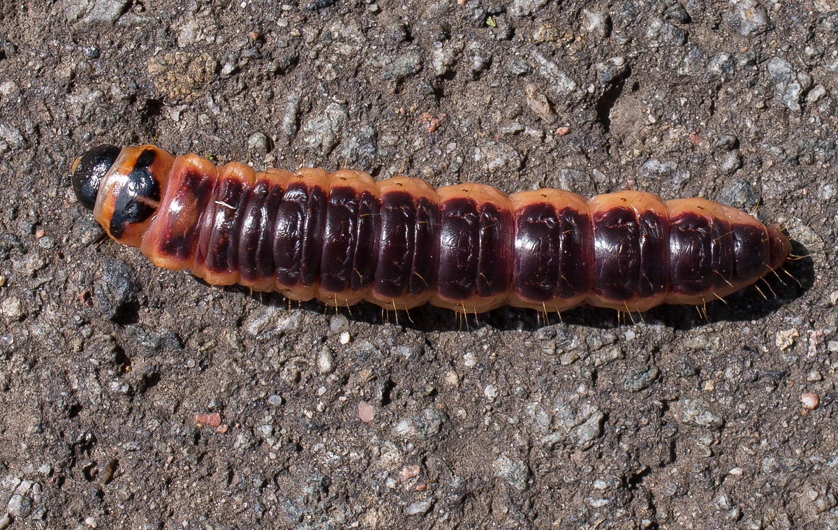 Weidenbohrer (1 von 1).JPG