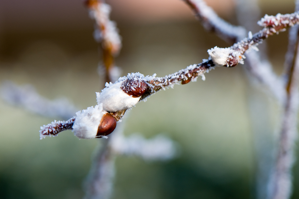 WeidenKätzchen in frostiger Umhüllung