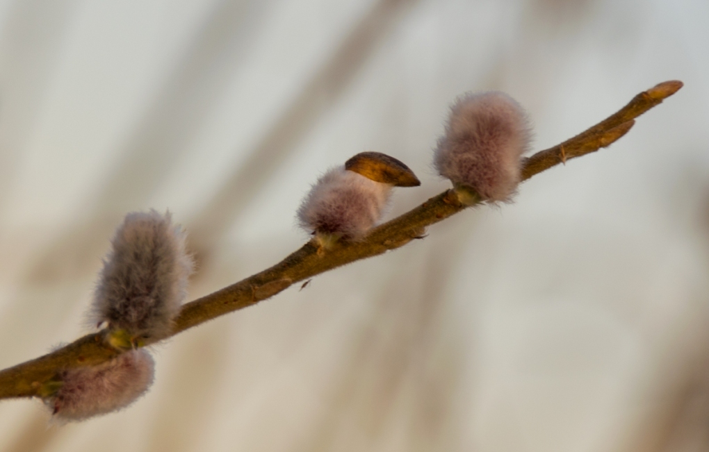 Weidenkätzchen ;-) vom 06.02.2016
a DSC 3048 11 xxs Weidenkätzchen