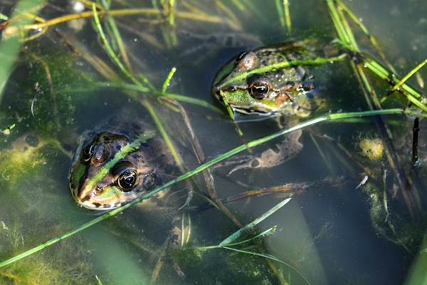 Weiher 11