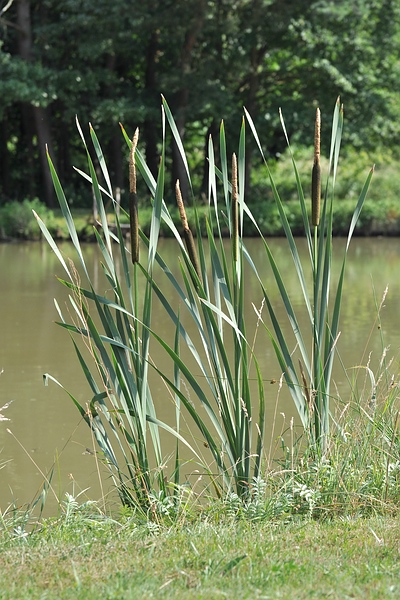 Weiher 12