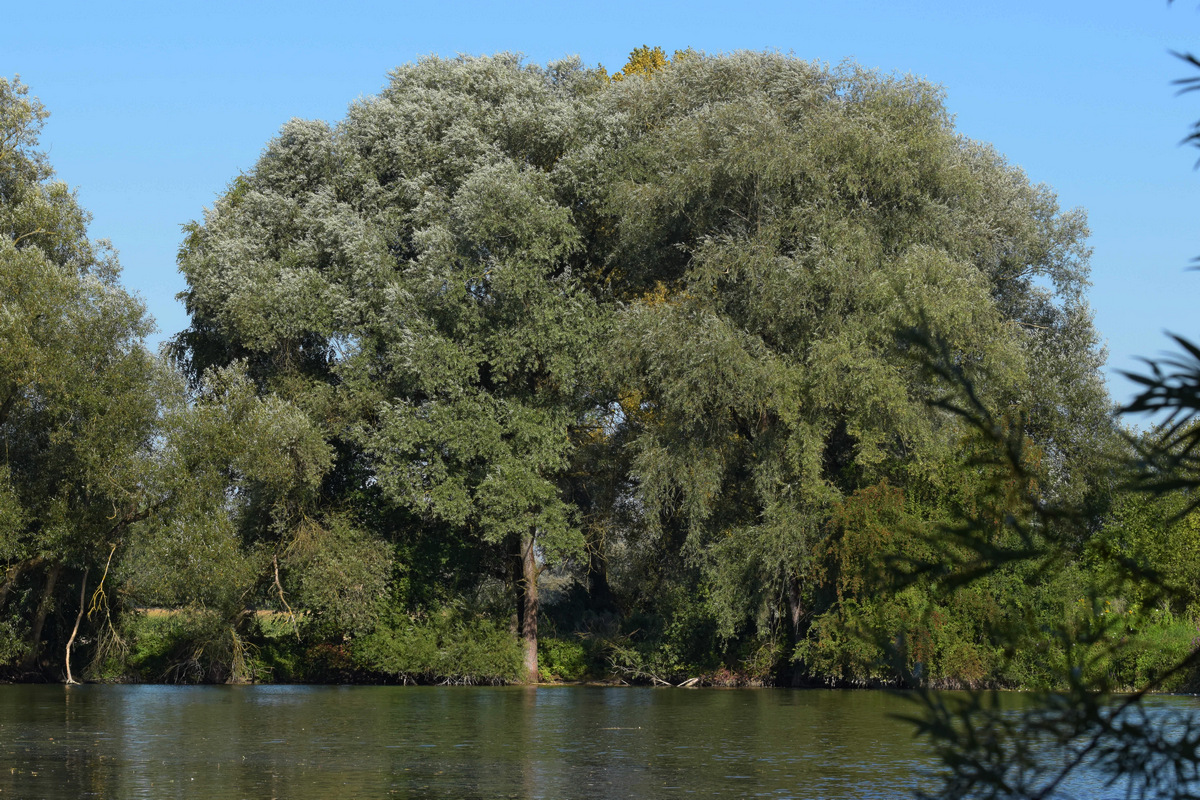 Weiher 5