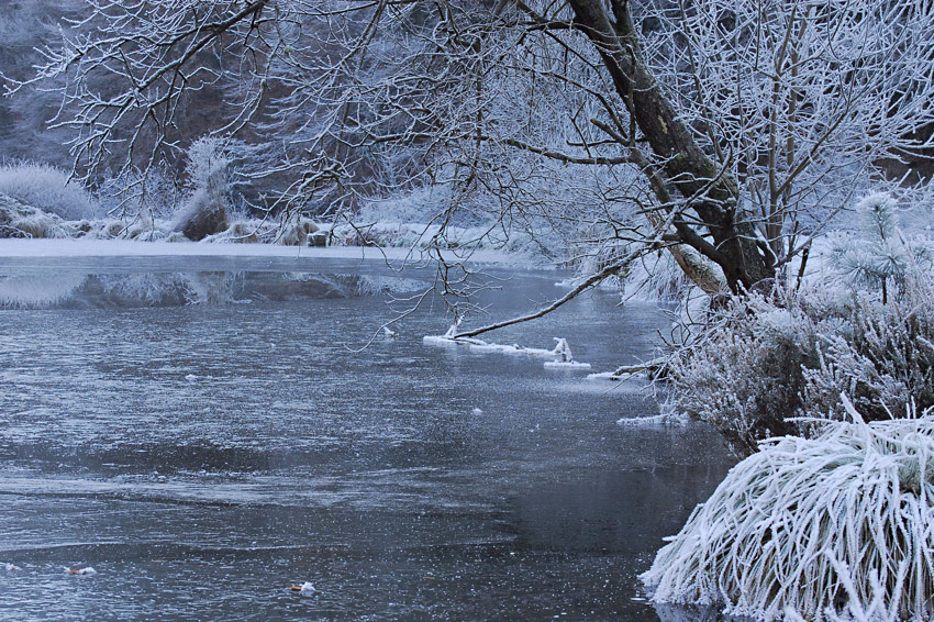 Weiher mit Baum