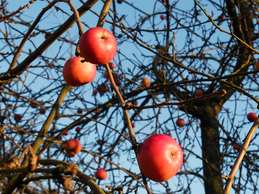 Weihnachtsapfel 1.jpg
