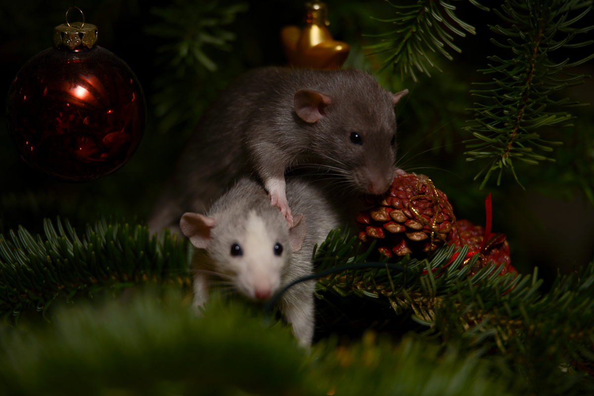 Weihnachtsratte
