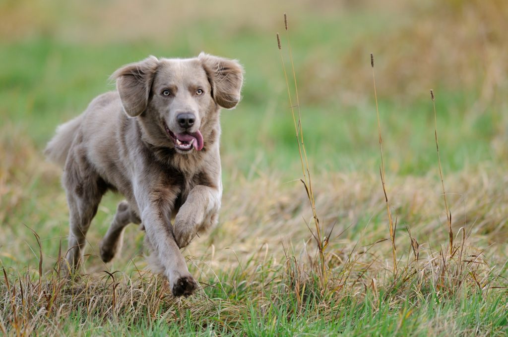 Weimaraner