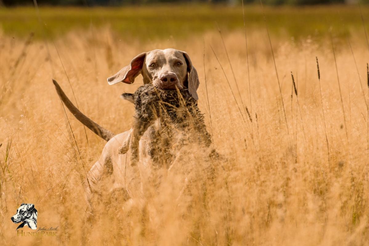 Weimaraner