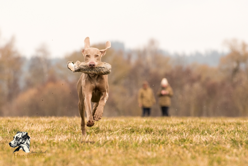 Weimaraner