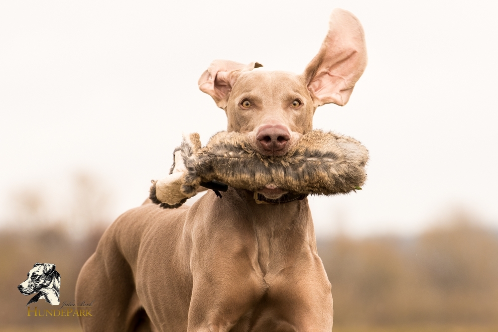 Weimaraner